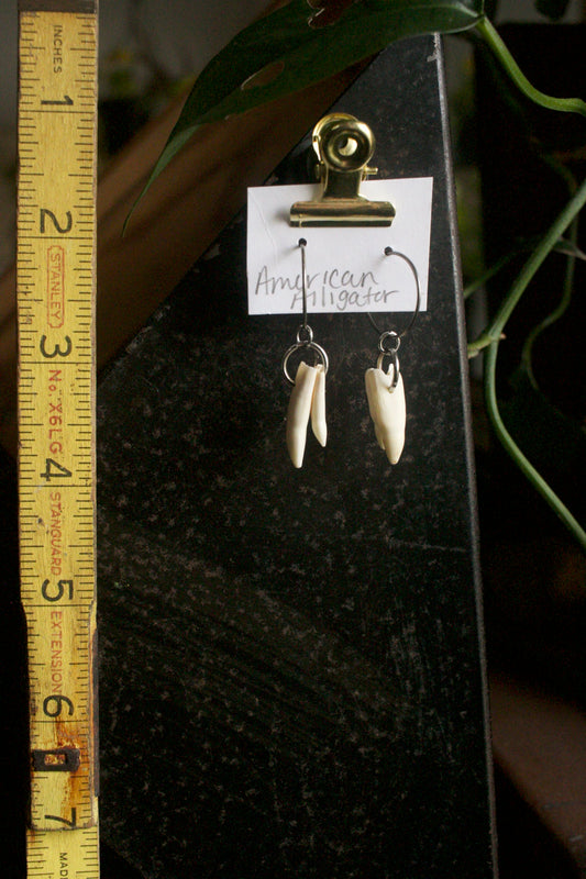 Alligator mississippiensis Double Tooth Dangles